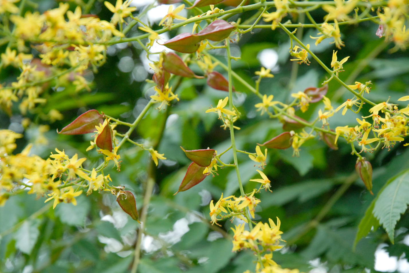 Goldenrain Tree
